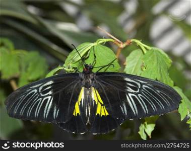 The butterfly (the tropical butterfly photographed close up with high detailed elaboration)