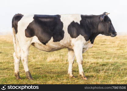 The calf in the pasture, side view
