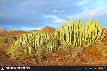 The Canary Island spurge (Euphorbia canariensis) at sundown in Tenerife, Canary Islands.