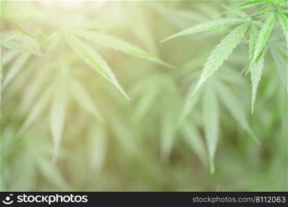 The Cannabis on blurry background