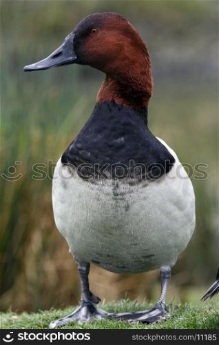 "The Canvasback (Aythya valisineria), known in the United States as a "Sheldrake", is a large diving duck, up to 48-60 cm long and weighing 1270g.Their breeding habitat is North American prairie wetlands. The bulky nest is built from vegetation in a marsh and lined with down. Loss of nesting habitat has caused populations to decline. Canvasbacks usually take new mates each year, pairing in late winter.&#xA;&#xA;Canvasbacks are strongly migratory and overwinter on the coasts of the United States, the Great Lakes and British Columbia in saltwater bays, estuaries or lakes. This species is also a very rare vagrant to western Europe.&#xA;Canvasbacks feed mainly by diving, sometimes dabbling, mostly eating aquatic plants with some molluscs, aquatic insects and small fish. Wild celery is a favourite food and is the origin of this bird's species name.&#xA;The canvasback sometimes lays eggs in other canvasback nests."