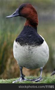 "The Canvasback (Aythya valisineria), known in the United States as a "Sheldrake", is a large diving duck, up to 48-60 cm long and weighing 1270g.Their breeding habitat is North American prairie wetlands. The bulky nest is built from vegetation in a marsh and lined with down. Loss of nesting habitat has caused populations to decline. Canvasbacks usually take new mates each year, pairing in late winter.&#xA;&#xA;Canvasbacks are strongly migratory and overwinter on the coasts of the United States, the Great Lakes and British Columbia in saltwater bays, estuaries or lakes. This species is also a very rare vagrant to western Europe.&#xA;Canvasbacks feed mainly by diving, sometimes dabbling, mostly eating aquatic plants with some molluscs, aquatic insects and small fish. Wild celery is a favourite food and is the origin of this bird's species name.&#xA;The canvasback sometimes lays eggs in other canvasback nests."