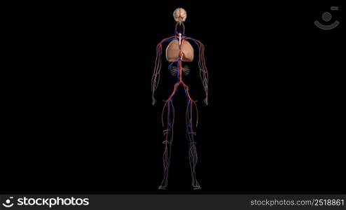 The cardiovascular system and circulatory system is an organ system that allows blood to circulate 3d illustration. Human anatomy on black background, of vascular system