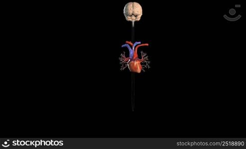 The cardiovascular system and circulatory system is an organ system that allows blood to circulate 3d illustration. Human anatomy on black background, of vascular system