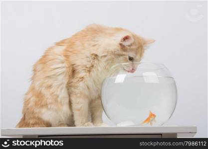 The cat drinks water from the aquarium with goldfish. domestic cat sitting on a table on which there is an aquarium with goldfish