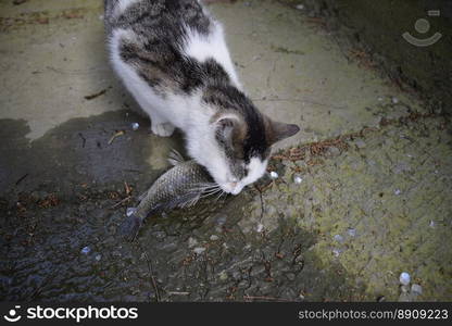 The cat eats live fish. Fish catch. Feeding the cat with fish.. The cat eats live fish. Fish catch. Feeding the cat with fish