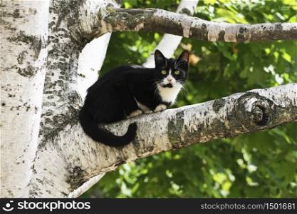 The cat in the tree. A black and white cat is lying on a tree branch.