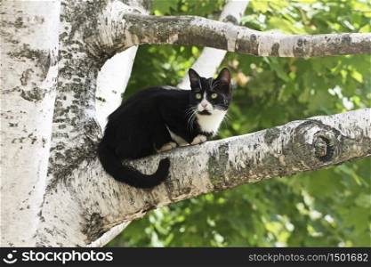 The cat in the tree. A black and white cat is lying on a tree branch.