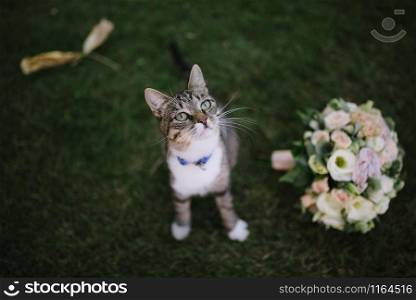 The cat lies on the grass with a bouquet of flowers close up. The cat lies on the grass with a bouquet of flowers