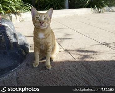 The cat sits on a concrete floor outside the house.