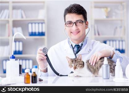 The cat visiting vet for regular check up. Cat visiting vet for regular check up