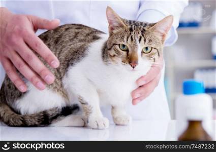 The cat visiting vet for regular check up. Cat visiting vet for regular check up