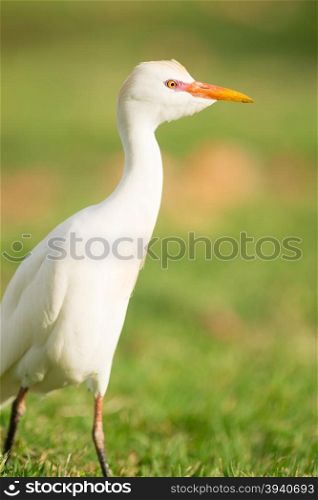 The Cattle Egret is a common sight in the parks of Oahu