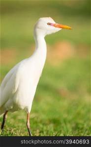 The Cattle Egret is a common sight in the parks of Oahu