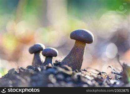 The Cep, Bolete Mushroom on ground, Fresh raw wild mushroom organic food in a forest autumn - cep, black penny bun, porcino or king boletus, usually called black porcini mushroom