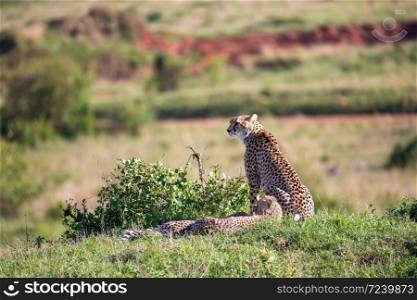 The cheetah mother with two children in the Kenyan savannah. A cheetah mother with two children in the Kenyan savannah