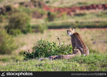 The cheetah mother with two children in the Kenyan savannah. A cheetah mother with two children in the Kenyan savannah
