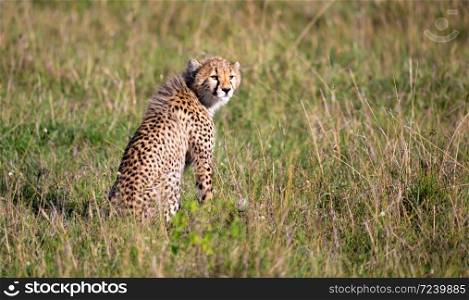 The cheetah sits in the grass landscape of the savanna of Kenya. A cheetah sits in the grass landscape of the savanna of Kenya
