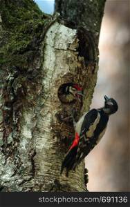 The chick of the Great Spotted Woodpecker (Dendrocopos major) leans out from the hollow and opens the beak waiting for feeding by the parent. Verticall view.