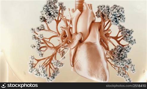 The circulatory and respiratory systems work together to circulate blood and oxygen throughout the body. 3D illustration. The Respiratory and Circulatory System in the Human Body