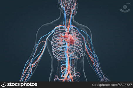 The circulatory system or cardiovascular system is the organ system that ensures the circulation of substances throughout the body. 3d illustration. The circulatory system consists of blood vessels that carry blood to the heart.