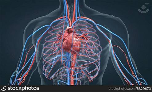 The circulatory system or cardiovascular system is the organ system that ensures the circulation of substances throughout the body. 3d illustration. The circulatory system consists of blood vessels that carry blood to the heart.