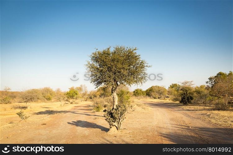 The classic African Acacia tree, a symbol of Africa, grows wild in the dry Botswana landscape