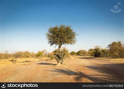 The classic African Acacia tree, a symbol of Africa, grows wild in the dry Botswana landscape