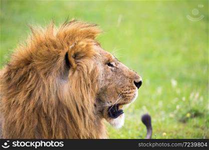 The close-up of the face of a lion in the savannah of Kenya. A close-up of the face of a lion in the savannah of Kenya
