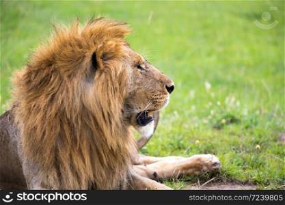 The close-up of the face of a lion in the savannah of Kenya. A close-up of the face of a lion in the savannah of Kenya