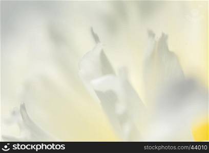 The close up of white flower petal, shades of white, teal, soft dreamy image