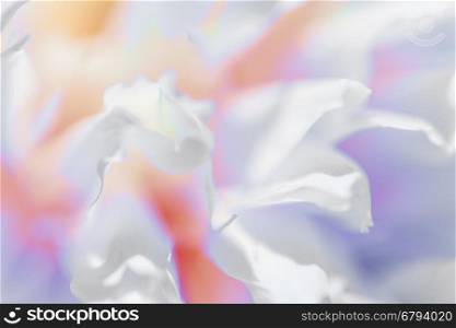 The close up of white flower petal, shades of white, teal, soft dreamy image