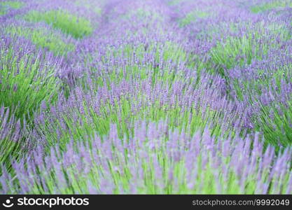The close-up shot of lavender field in the sunny day, located in Yorkshire, UK
