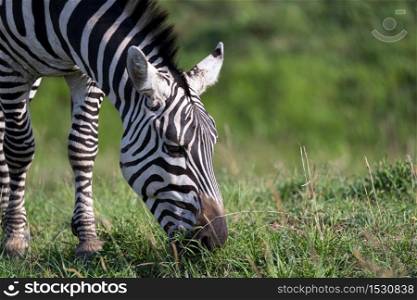 The closeup of a zebra in a national park. A closeup of a zebra in a national park