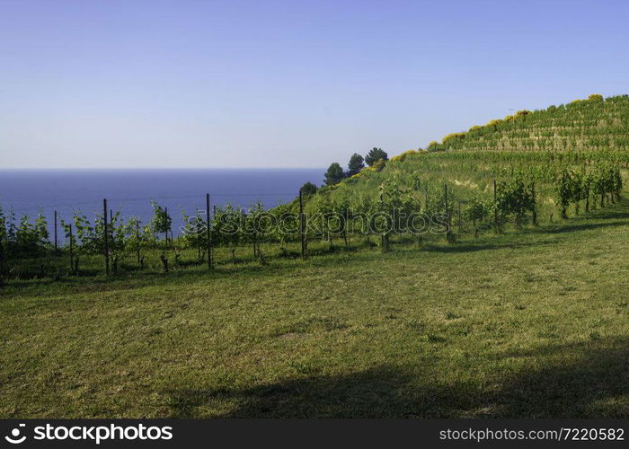 The coast of Adriatico sea between Gabicce Mare and Pesaro, Marche, Italy, at springtime. Vineyards