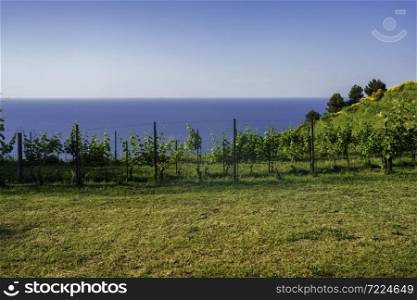 The coast of Adriatico sea between Gabicce Mare and Pesaro, Marche, Italy, at springtime. Vineyards