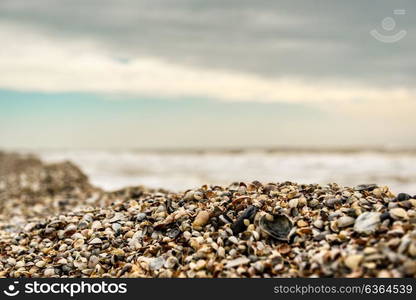 the coastline of seashells on a background of sea and blue sky