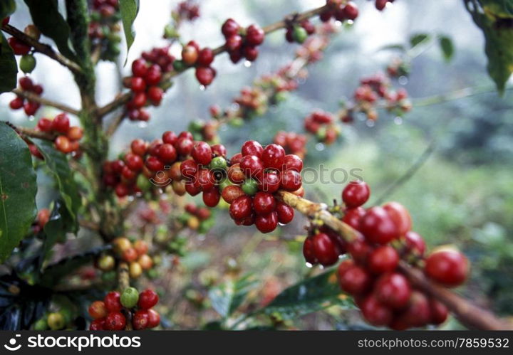 The coffee Plantations in the Hills of Copan in Honduras in Central America,