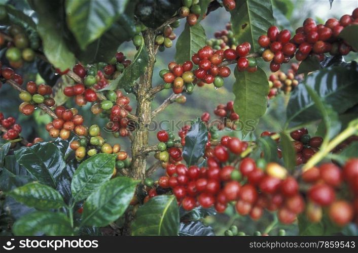 The coffee Plantations in the Hills of Copan in Honduras in Central America,