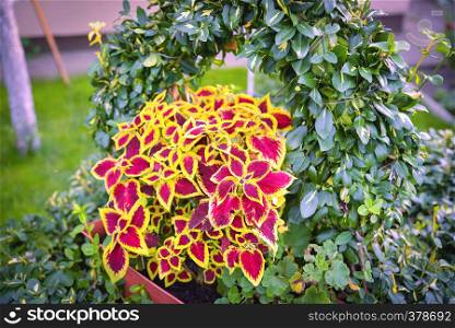 The Coleus blumei plant has very colorful foliage and is popular as a houseplant and in gardens. Its geographic origin is Southeast Asia and Malaysia.