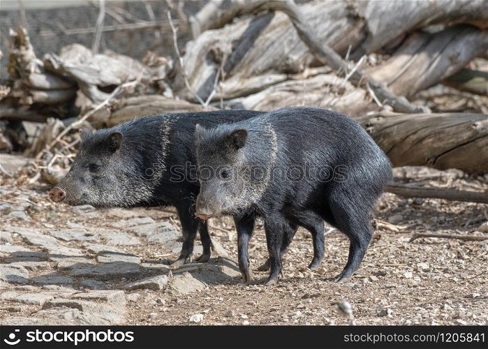 The collared peccary (Pecari tajacu) is a species of mammal in the family Tayassuidae found in North, Central, and South America.
