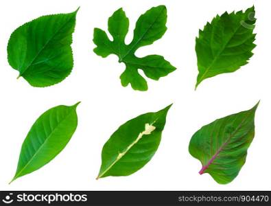 The collection bright green leaves isolated on white background