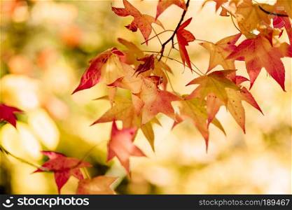 The colorful and beautiful maple autumn leaves