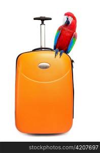 The colourful parrot sits on a suitcase for travel