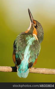 The Common Kingfisher (Alcedo atthis) or Eurasian Kingfisher or river Kingfisher in Spain