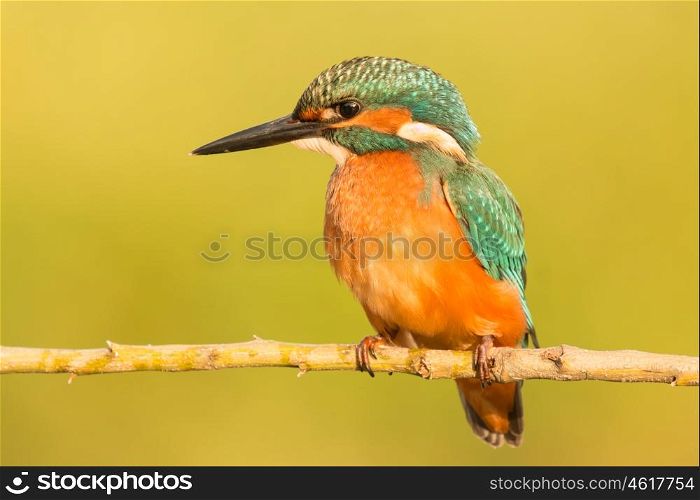 The Common Kingfisher (Alcedo atthis) or Eurasian Kingfisher or river Kingfisher in Spain