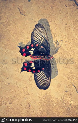 The common Mormon, Papilio polytes is a common species of swallowtail butterfly widely distributed across Asia.This butterfly is known for the mimicry displayed by the numerous forms of its females which mimic inedible red-bodied swallowtails, such as the common rose and the crimson rose.