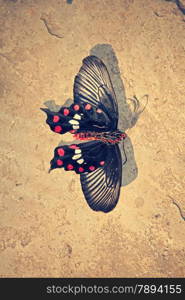 The common Mormon, Papilio polytes is a common species of swallowtail butterfly widely distributed across Asia.This butterfly is known for the mimicry displayed by the numerous forms of its females which mimic inedible red-bodied swallowtails, such as the common rose and the crimson rose.