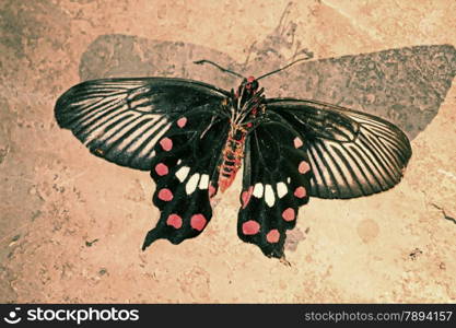 The common Mormon, Papilio polytes is a common species of swallowtail butterfly widely distributed across Asia.This butterfly is known for the mimicry displayed by the numerous forms of its females which mimic inedible red-bodied swallowtails, such as the common rose and the crimson rose.