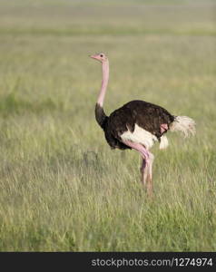 The common ostrich or simply ostrich, Struthio camelus, Kenya, Africa